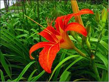 忘憂草(萱草花)