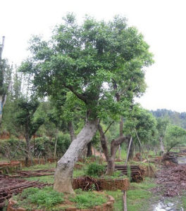廣東冬青 廣東冬青