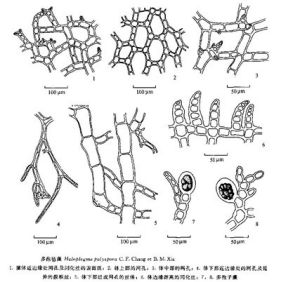 多孢氈藻 多孢氈藻