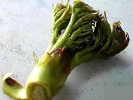 刺老芽的功效與作用 刺老芽的功效與作用