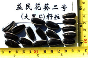 益民花葵二號 益民花葵二號