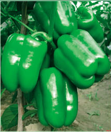 豐收二號 豐收二號