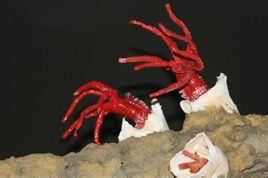 龐貝蠕蟲 龐貝蠕蟲