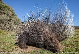 豪豬亞目 豪豬亞目