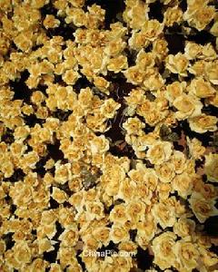 風媒花[即利用風力作為傳粉媒介的花]