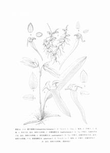 長臂卷瓣蘭 長臂卷瓣蘭