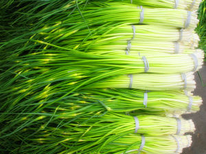 大興蒜苔 大興蒜苔