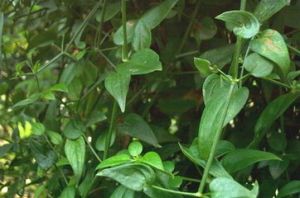 長葉茜草 長葉茜草