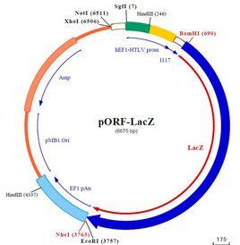 LacZ基因 LacZ基因