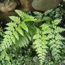 嶺南鳳尾蕨 嶺南鳳尾蕨