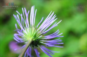 狹苞蒲公英 狹苞蒲公英