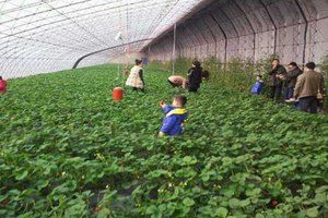 綠三源無公害草莓基地 綠三源無公害草莓基地