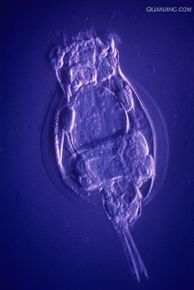 方塊鬼輪蟲 方塊鬼輪蟲