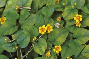 南亞過路黃 南亞過路黃