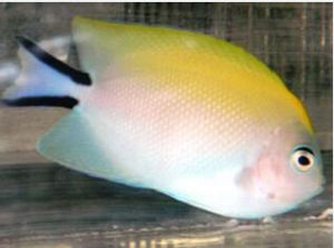 虎皮新娘 虎皮新娘