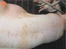 豬黃麴黴毒素中毒