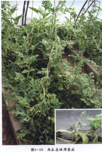 西瓜急性凋萎症 西瓜急性凋萎症