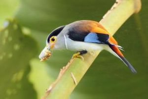 褐銀胸絲冠鳥 褐銀胸絲冠鳥