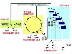 （圖）呼吸作用