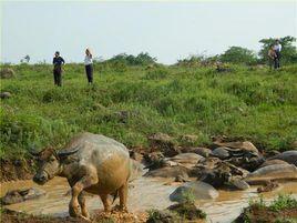 山區水牛 山區水牛
