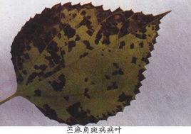苧麻角斑病 苧麻角斑病