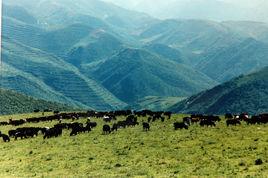 草川大草原 草川大草原