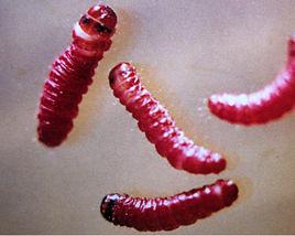 小線角木蠹蛾 小線角木蠹蛾