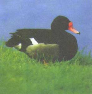 馬達加斯加潛鴨 馬達加斯加潛鴨