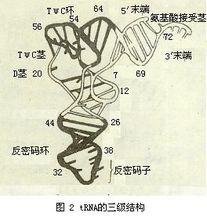 tRNA晶體的三維結構
