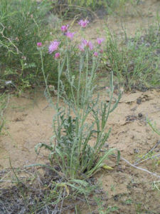 綏定苓菊 綏定苓菊
