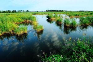 白魚泡濕地公園