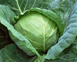 火燒坪包兒菜 火燒坪包兒菜