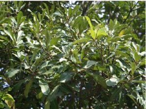 河內坡壘 河內坡壘