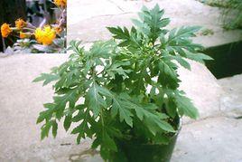 菊葉三七根 菊葉三七根