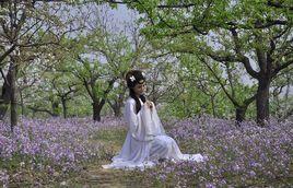 梨花美人 梨花美人