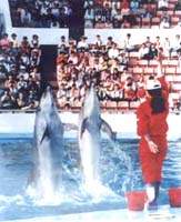 青島海豚表演館 青島海豚表演館