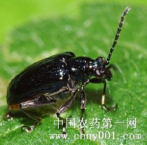 核桃扁葉甲 核桃扁葉甲