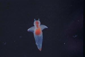 流冰天使 流冰天使