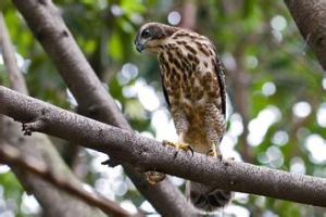 蘇拉鳳頭鷹 蘇拉鳳頭鷹