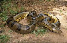 水蟒[爬行綱動物]