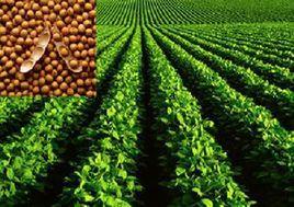 石豆1號 石豆1號