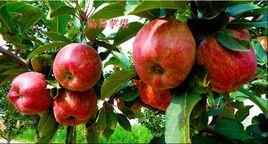 新紅星蘋果
