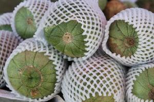 義井甜瓜 義井甜瓜