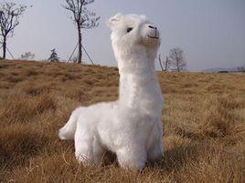 動物教育學 動物教育學