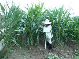 種子檢驗員 種子檢驗員