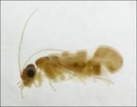 五斑單齧 五斑單齧