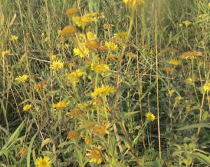 水朝陽旋覆花 水朝陽旋覆花