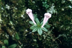 異葉吊石苣苔 異葉吊石苣苔