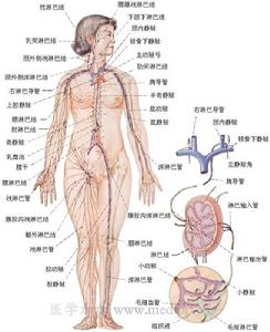 中國數字人男1號