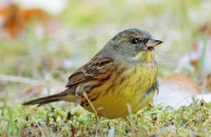 灰頭鵐東方亞種 灰頭鵐東方亞種